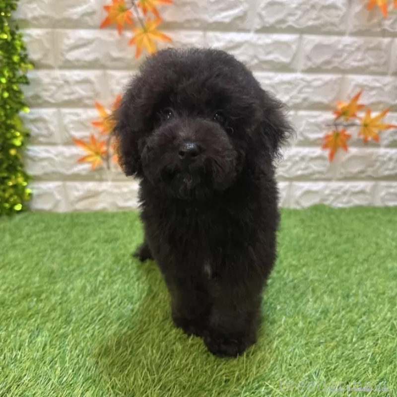 成約済の愛知県のトイプードル-413178の1枚目