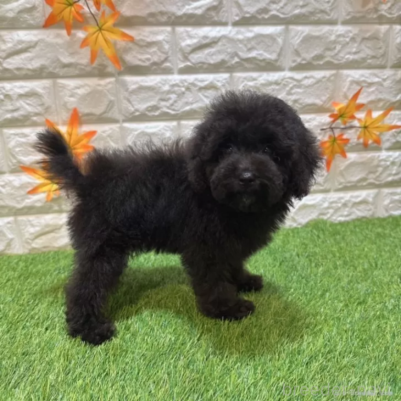 成約済の愛知県のトイプードル-413178の5枚目