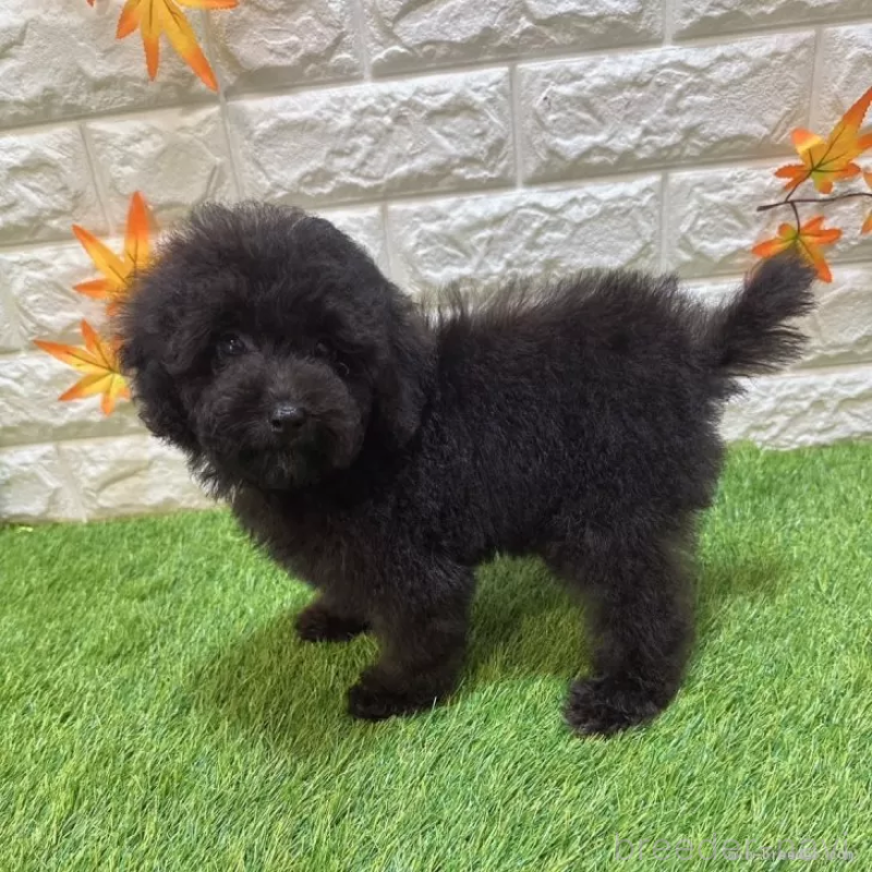 成約済の愛知県のトイプードル-413178の4枚目