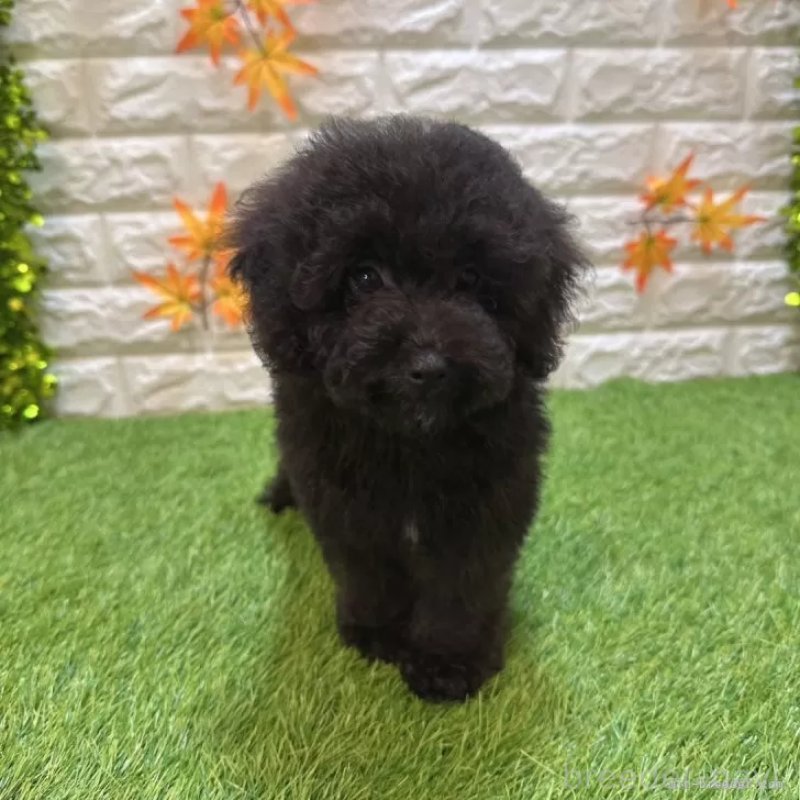 成約済の愛知県のトイプードル-413178の3枚目