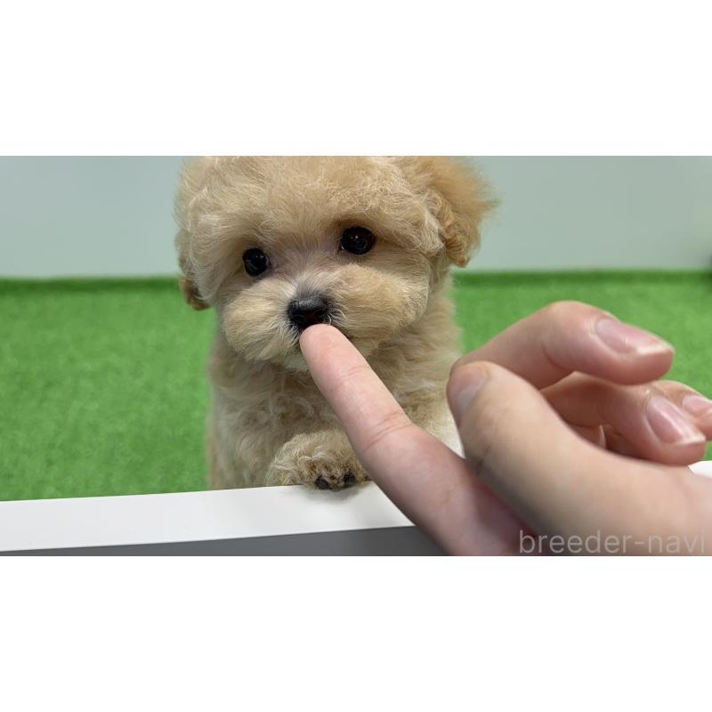 成約済の新潟県のティーカッププードル-419121の7枚目