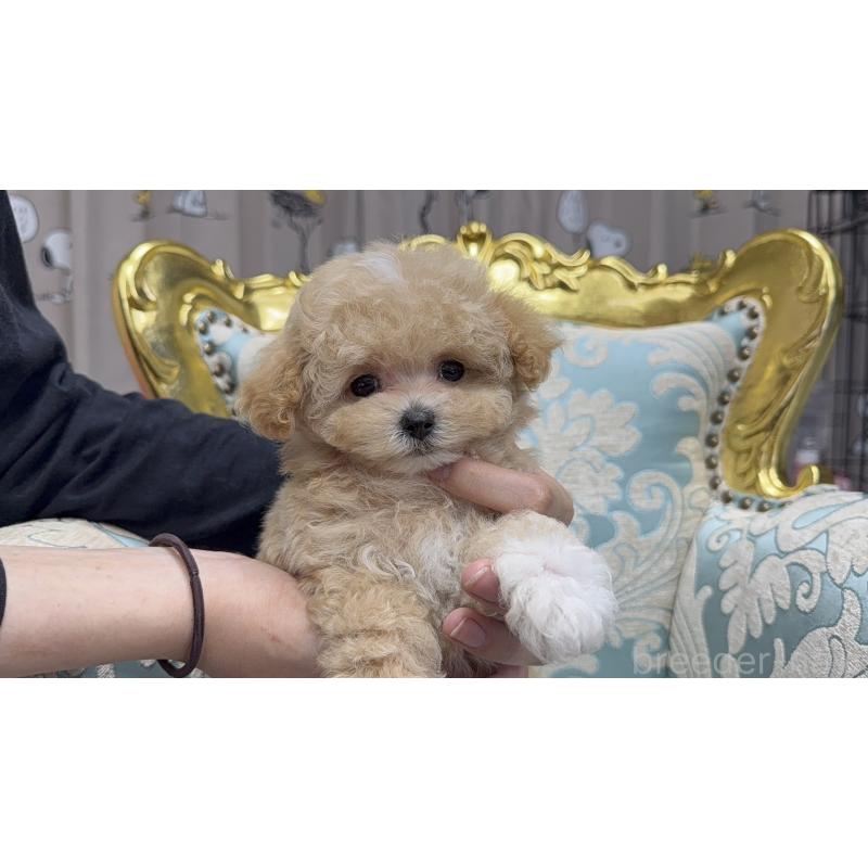 成約済の新潟県のティーカッププードル-419121の6枚目