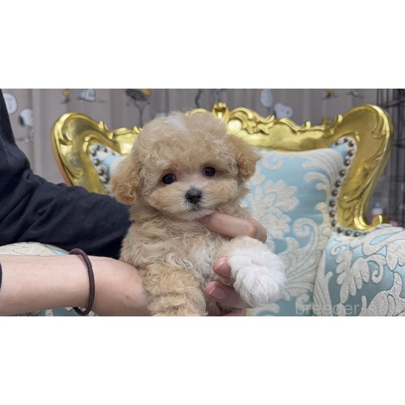 成約済の新潟県のティーカッププードル-419121の2枚目