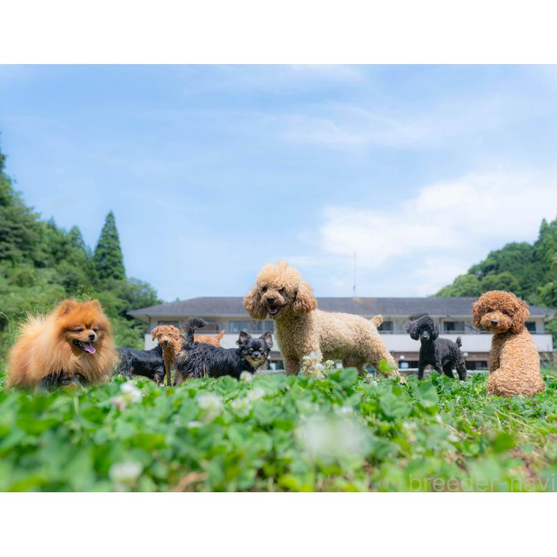 販売中の千葉県のカニンヘンダックスフンド(ロングヘアード)-418078の2枚目