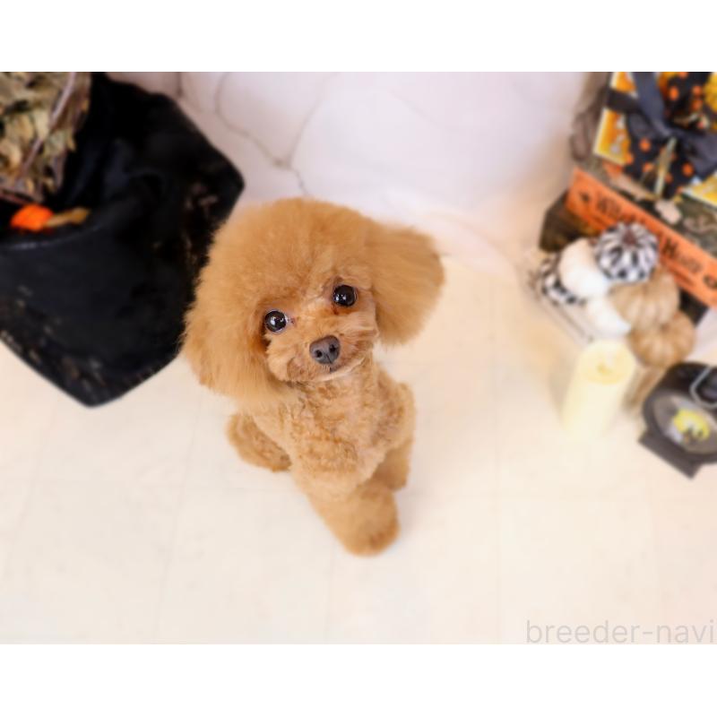 販売中の岡山県のティーカッププードル-396309の7枚目