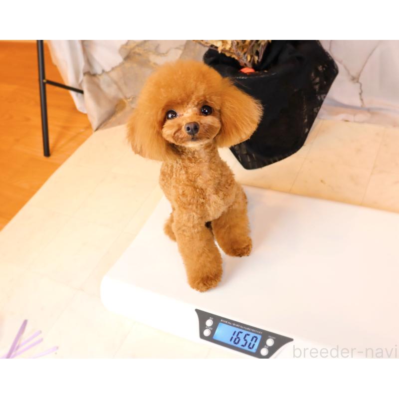 販売中の岡山県のティーカッププードル-396309の4枚目