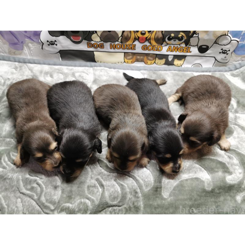 成約済の茨城県のカニンヘンダックスフンド(ロングヘアード)-418142の5枚目