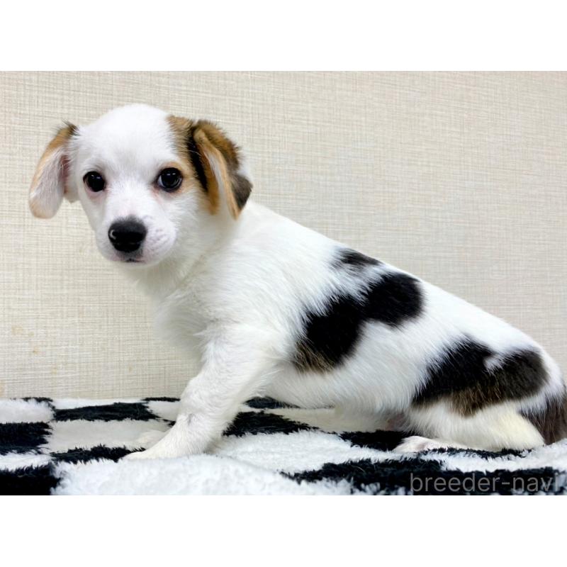 販売中の群馬県のミックス犬-406868の8枚目