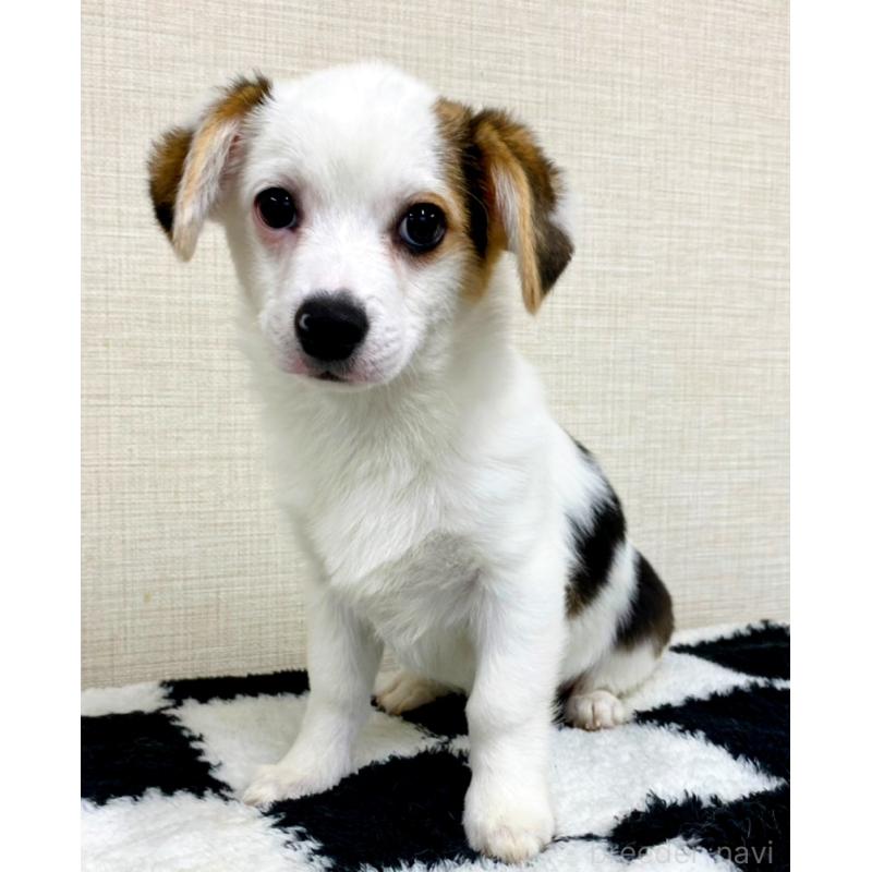 販売中の群馬県のミックス犬-406868の7枚目