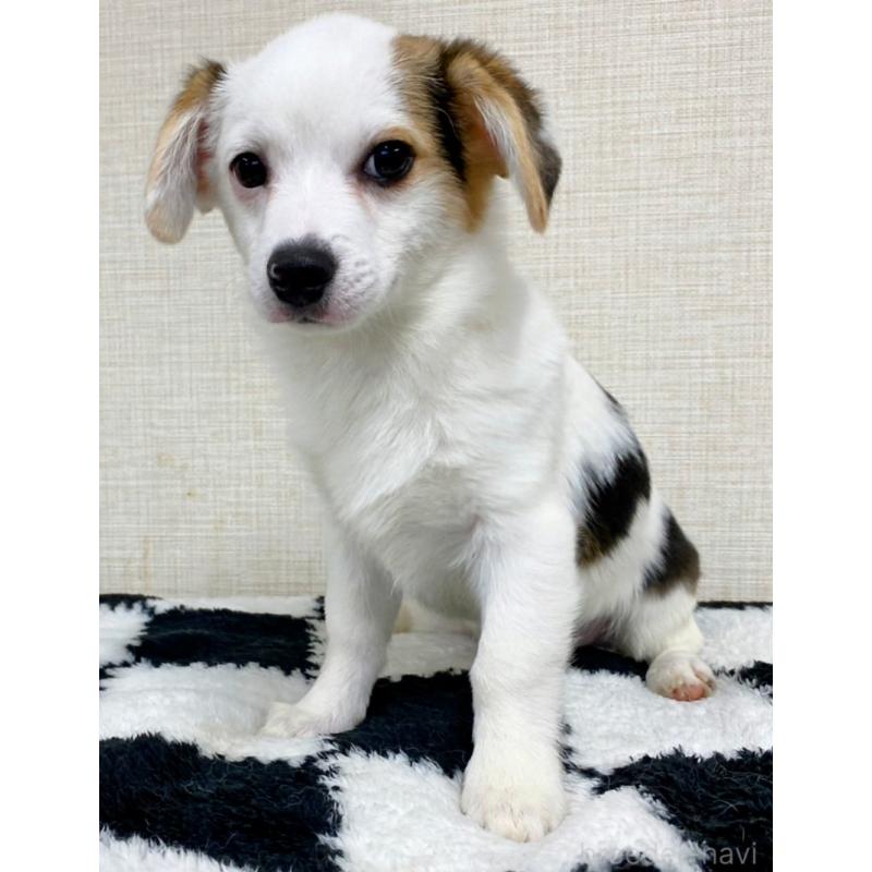 販売中の群馬県のミックス犬-406868の6枚目