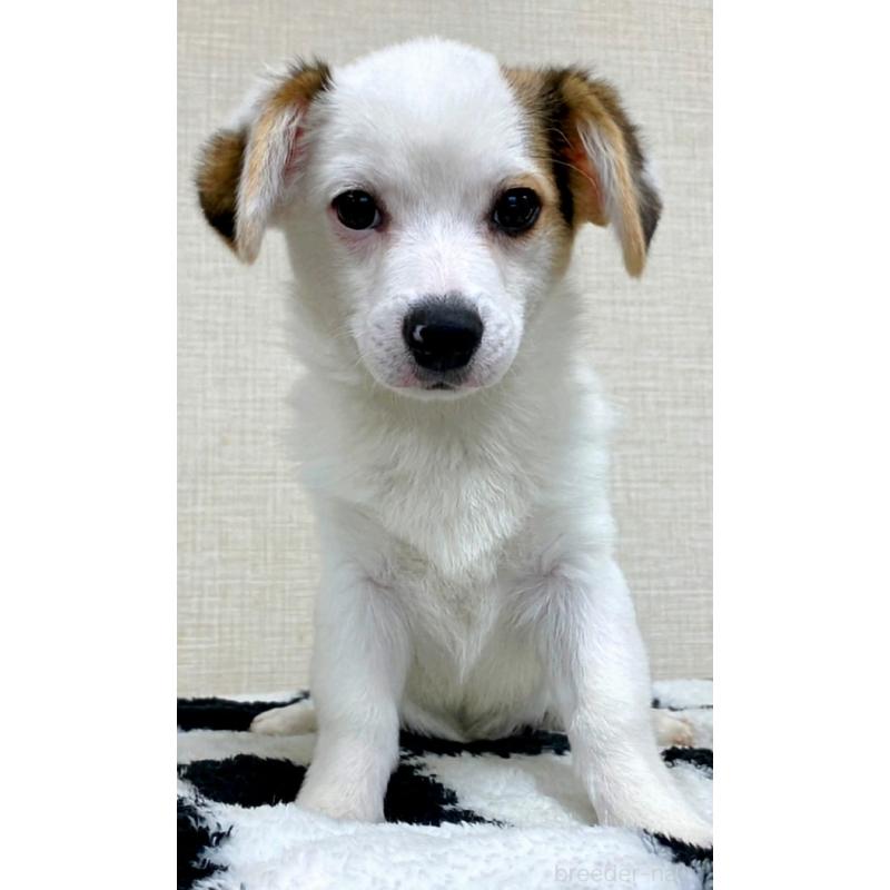 販売中の群馬県のミックス犬-406868の5枚目
