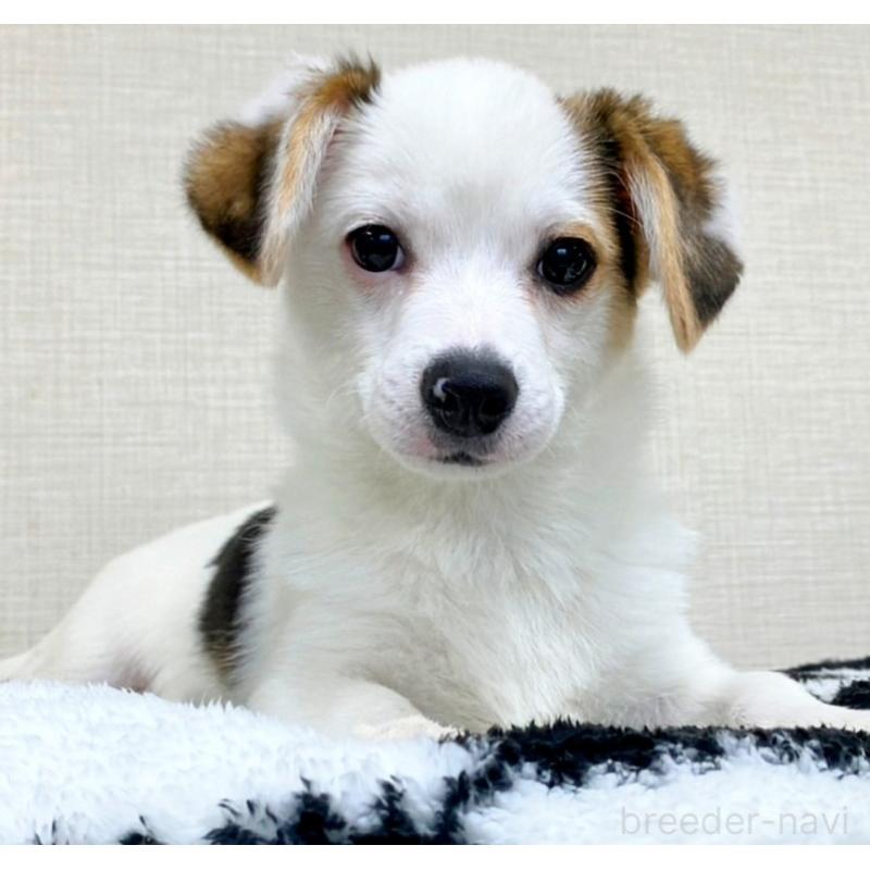 販売中の群馬県のミックス犬-406868の4枚目