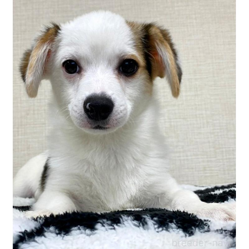 販売中の群馬県のミックス犬-406868の3枚目