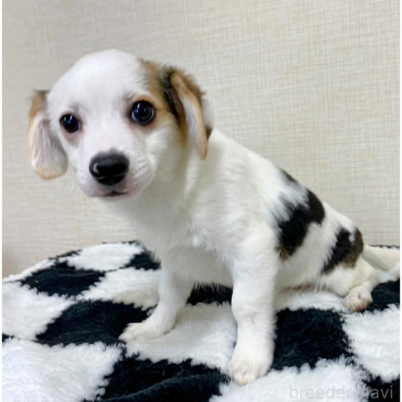 販売中の群馬県のミックス犬-406868の2枚目