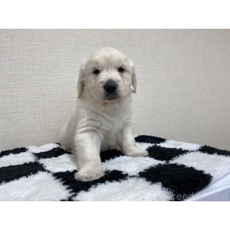 販売中の群馬県のゴールデンレトリーバー-422258の9枚目