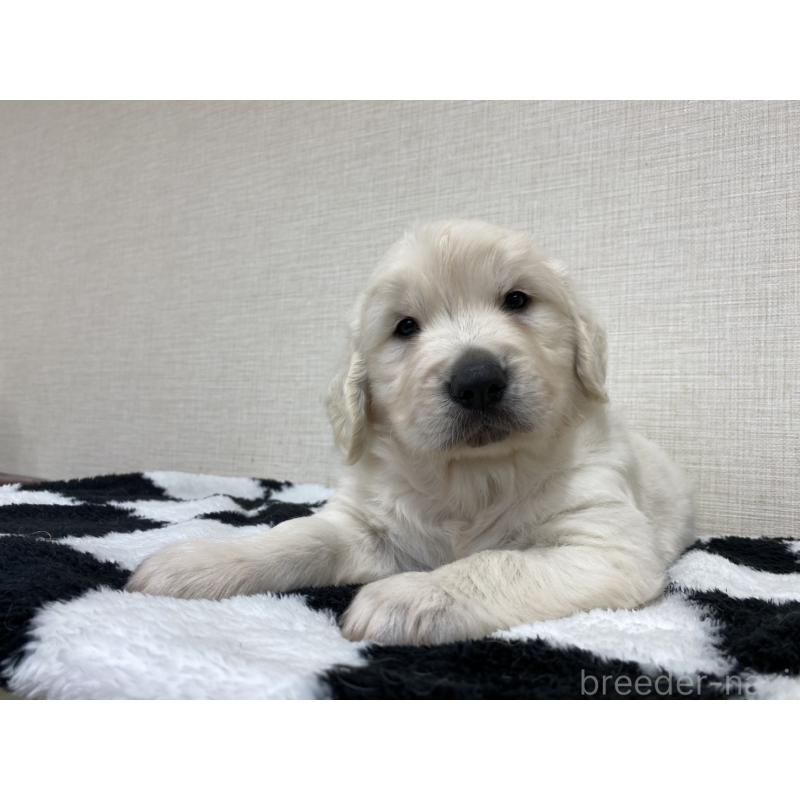 販売中の群馬県のゴールデンレトリーバー-422258の7枚目