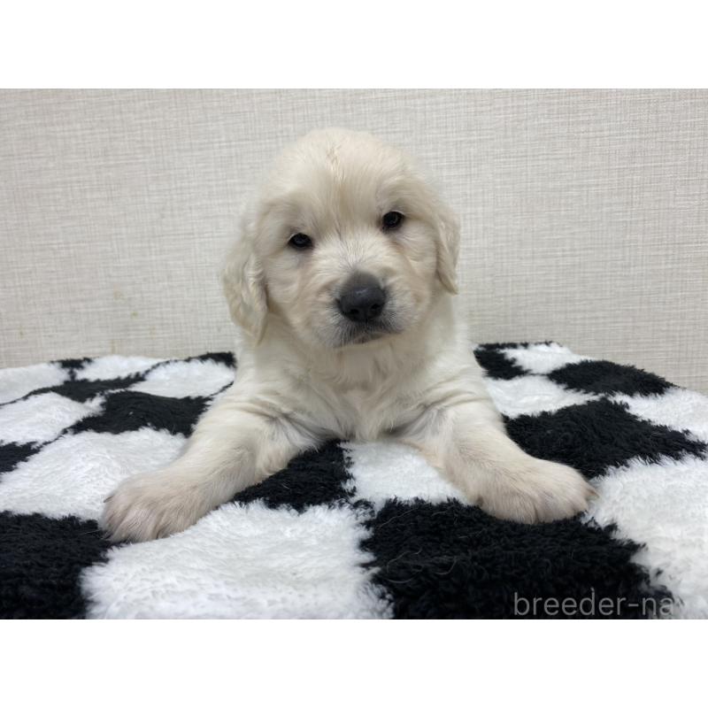 販売中の群馬県のゴールデンレトリーバー-422258の4枚目
