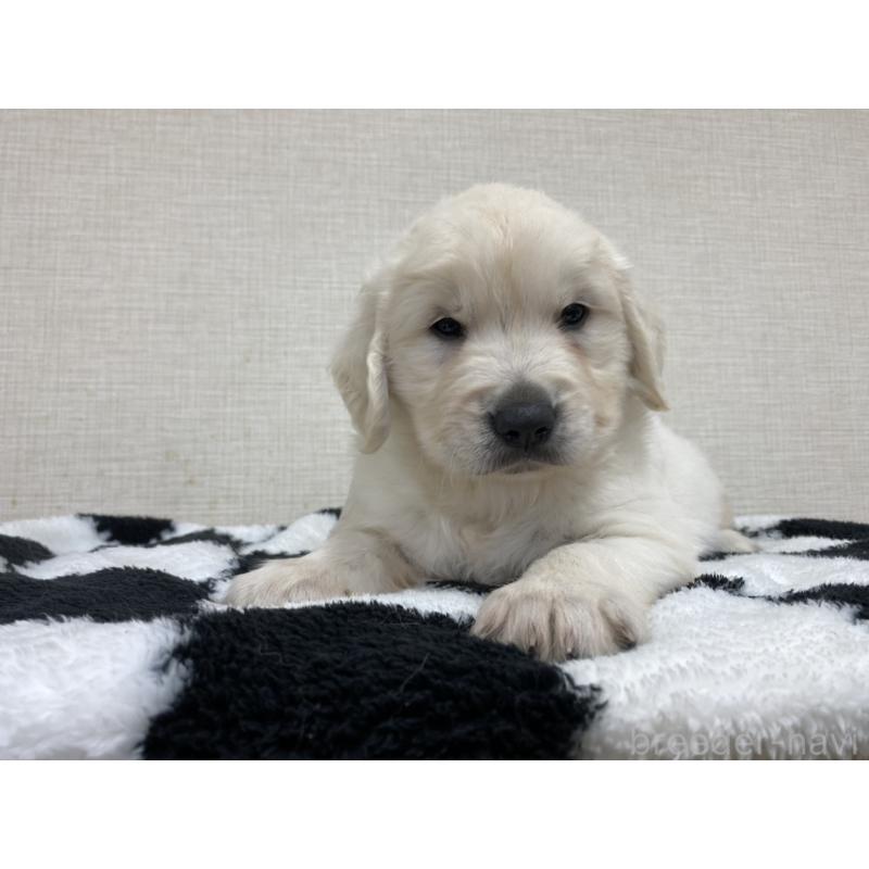 販売中の群馬県のゴールデンレトリーバー-422258の3枚目