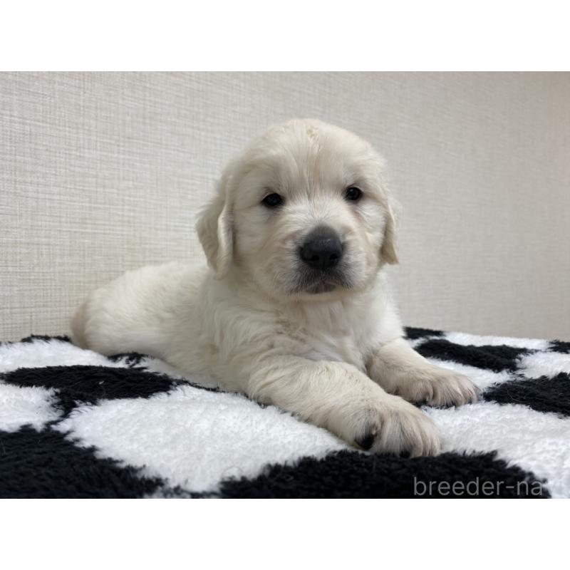 販売中の群馬県のゴールデンレトリーバー-422258の2枚目