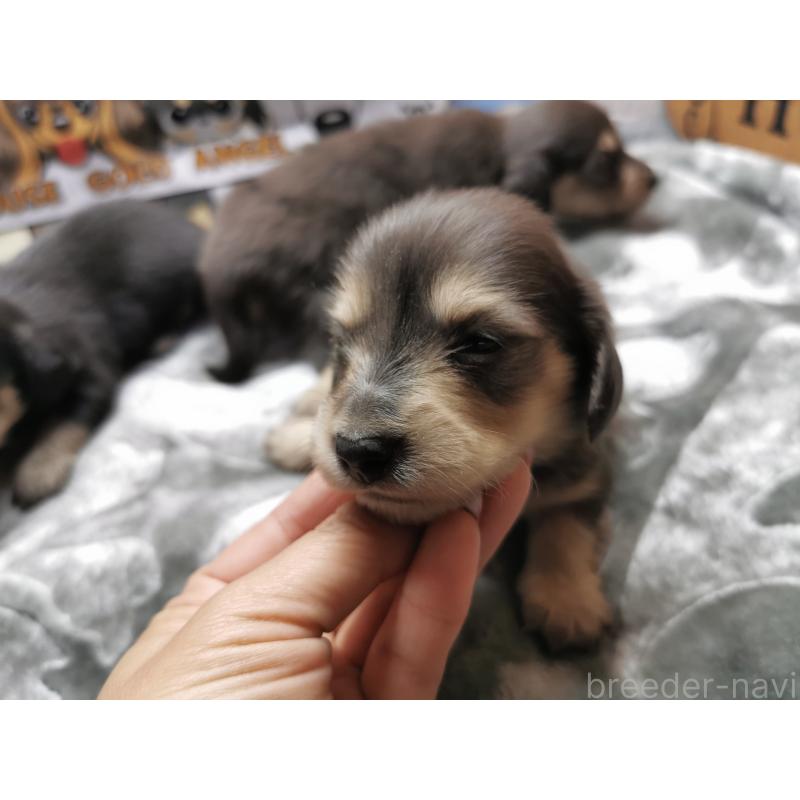 商談中の茨城県のカニンヘンダックスフンド(ロングヘアード)-418136の7枚目