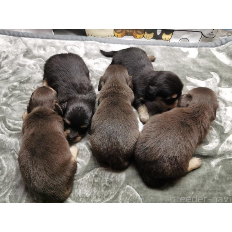 商談中の茨城県のカニンヘンダックスフンド(ロングヘアード)-418136の3枚目