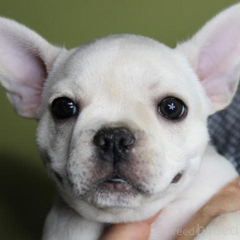 販売中の神奈川県のフレンチブルドッグ-415715の2枚目