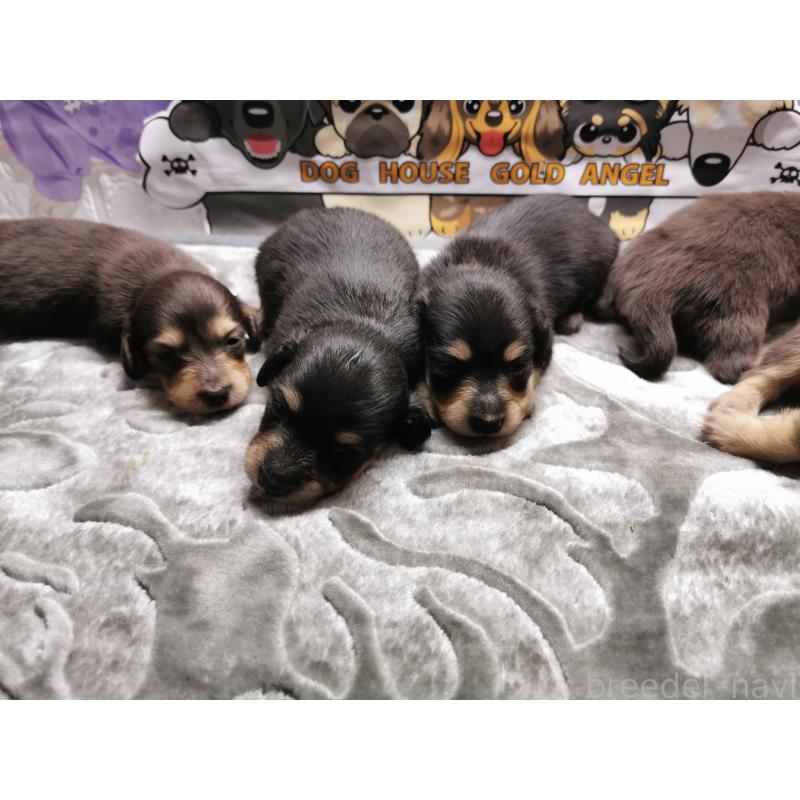 商談中の茨城県のカニンヘンダックスフンド(ロングヘアード)-418130の9枚目