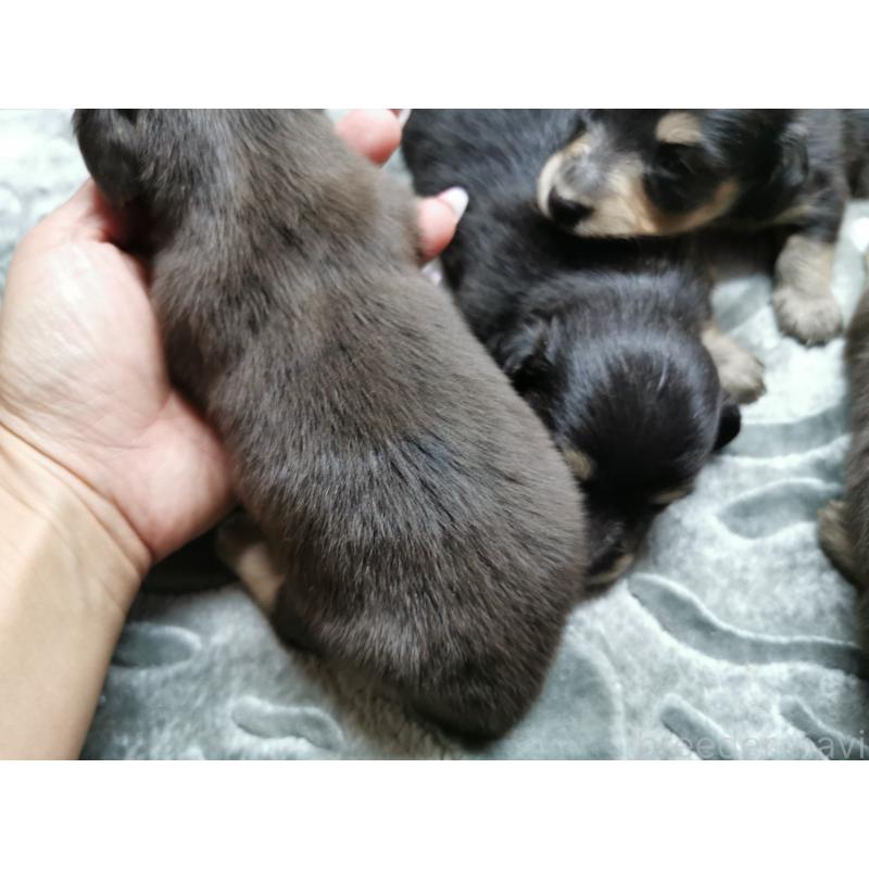 商談中の茨城県のカニンヘンダックスフンド(ロングヘアード)-418130の7枚目