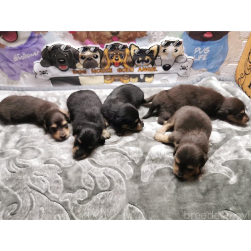 商談中の茨城県のカニンヘンダックスフンド(ロングヘアード)-418130の5枚目