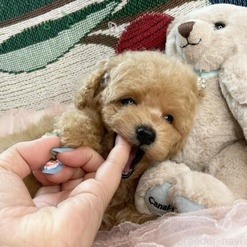 販売中の福岡県のティーカッププードル-420611の6枚目