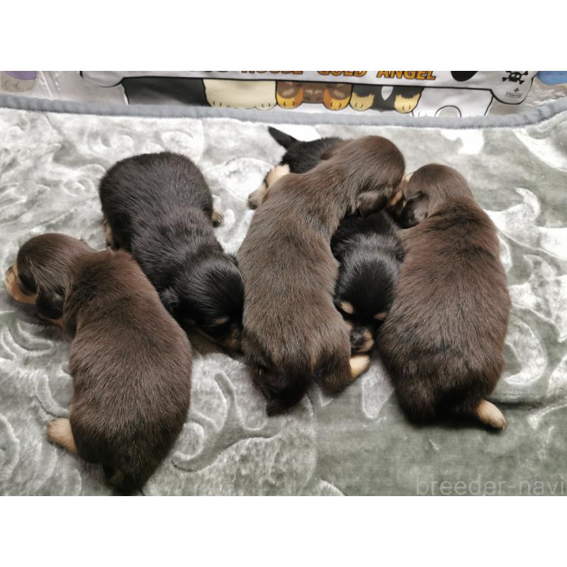 商談中の茨城県のカニンヘンダックスフンド(ロングヘアード)-418130の4枚目