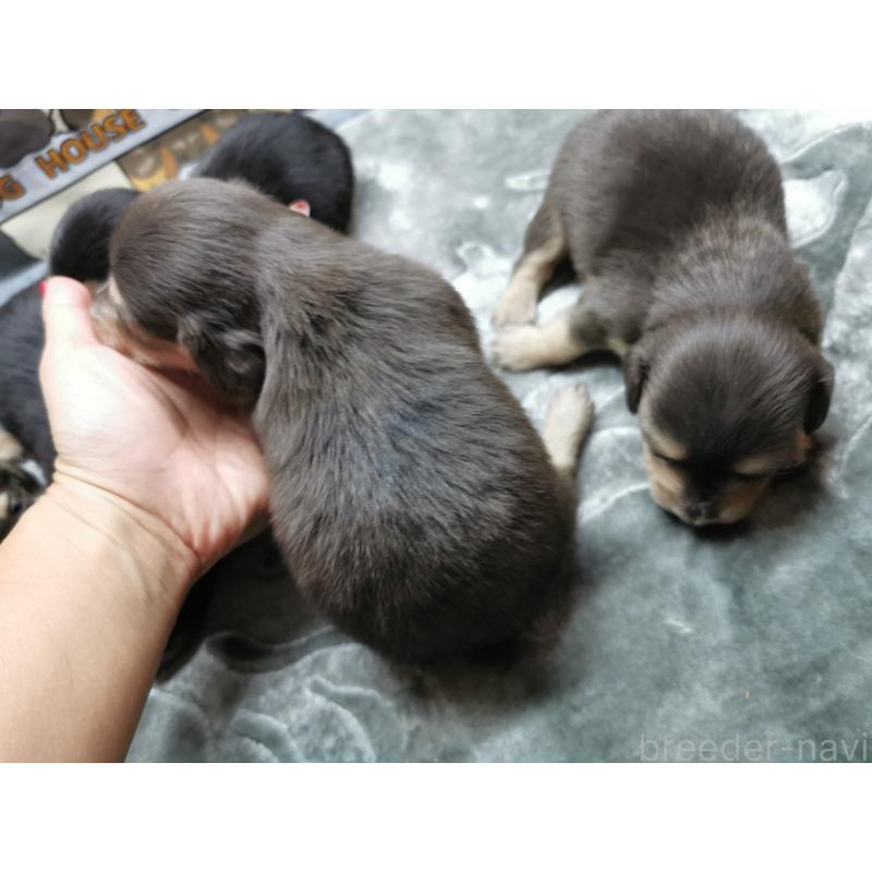 商談中の茨城県のカニンヘンダックスフンド(ロングヘアード)-418130の3枚目