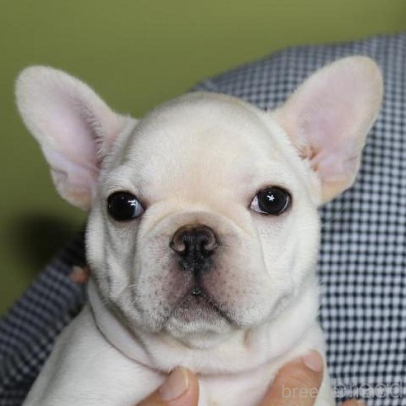 販売中の神奈川県のフレンチブルドッグ-415709
