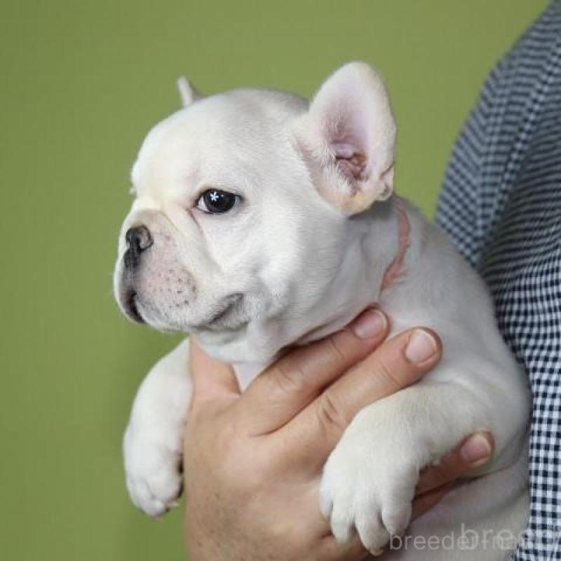 販売中の神奈川県のフレンチブルドッグ-415709の3枚目