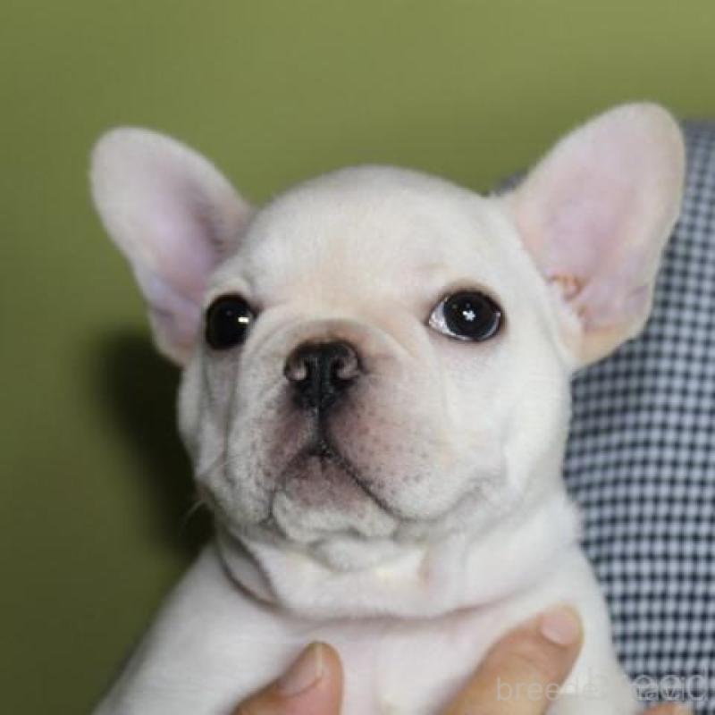 販売中の神奈川県のフレンチブルドッグ-415709の2枚目