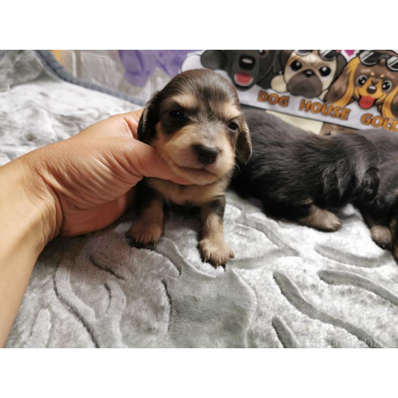 成約済の茨城県のカニンヘンダックスフンド(ロングヘアード)-418139の6枚目