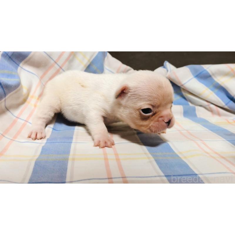 成約済の沖縄県のフレンチブルドッグ-420615の9枚目