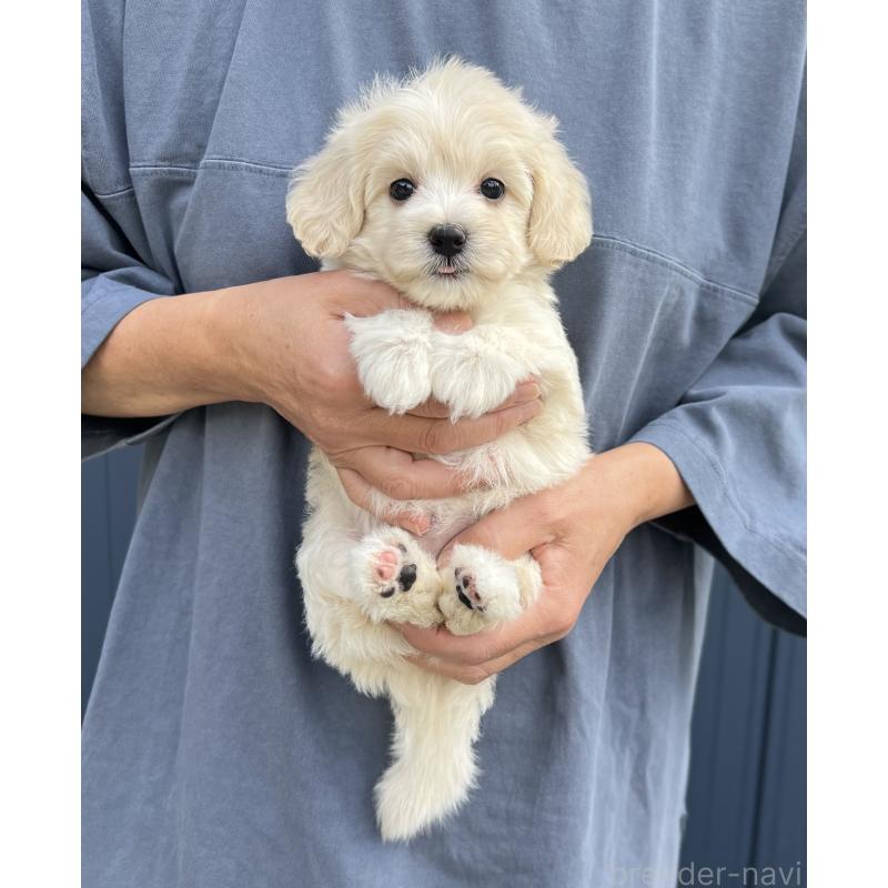 成約済の千葉県のマルプー:マルチーズ×トイプードル-418382の10枚目
