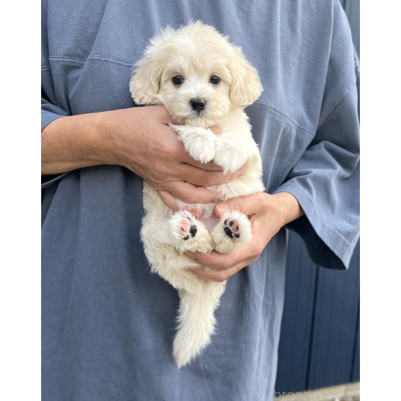 成約済の千葉県のマルプー:マルチーズ×トイプードル-418382の9枚目