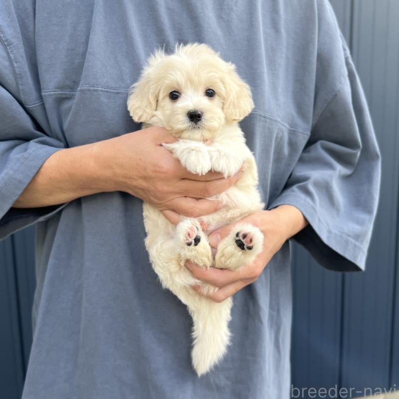 成約済の千葉県のマルプー:マルチーズ×トイプードル-418382の8枚目