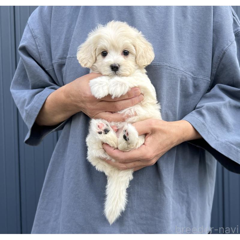成約済の千葉県のマルプー:マルチーズ×トイプードル-418382の7枚目