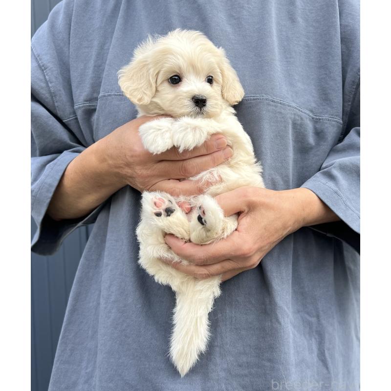 成約済の千葉県のマルプー:マルチーズ×トイプードル-418382の6枚目