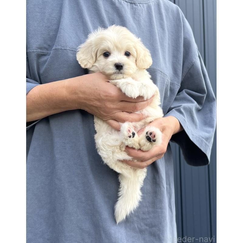 成約済の千葉県のマルプー:マルチーズ×トイプードル-418382の5枚目