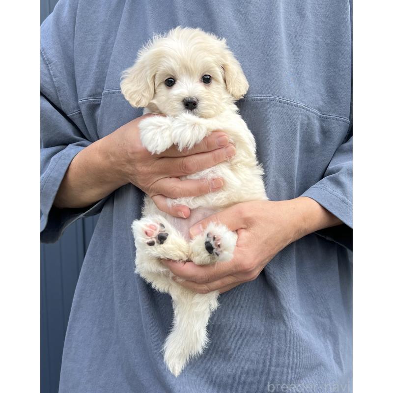 成約済の千葉県のマルプー:マルチーズ×トイプードル-418382の4枚目