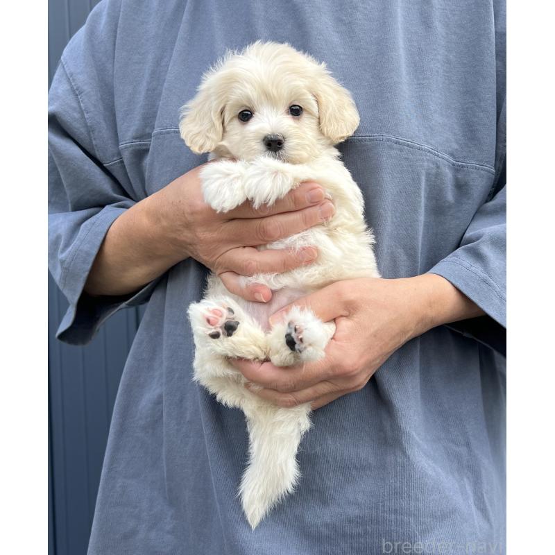 成約済の千葉県のマルプー:マルチーズ×トイプードル-418382の3枚目