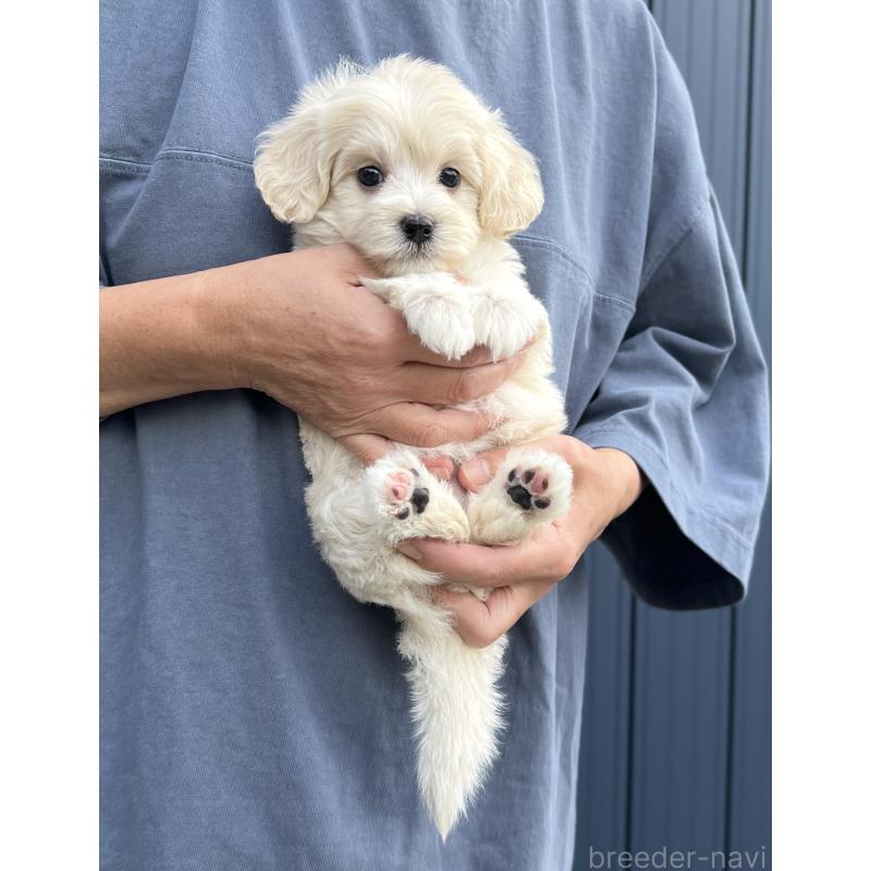 成約済の千葉県のマルプー:マルチーズ×トイプードル-418382の2枚目