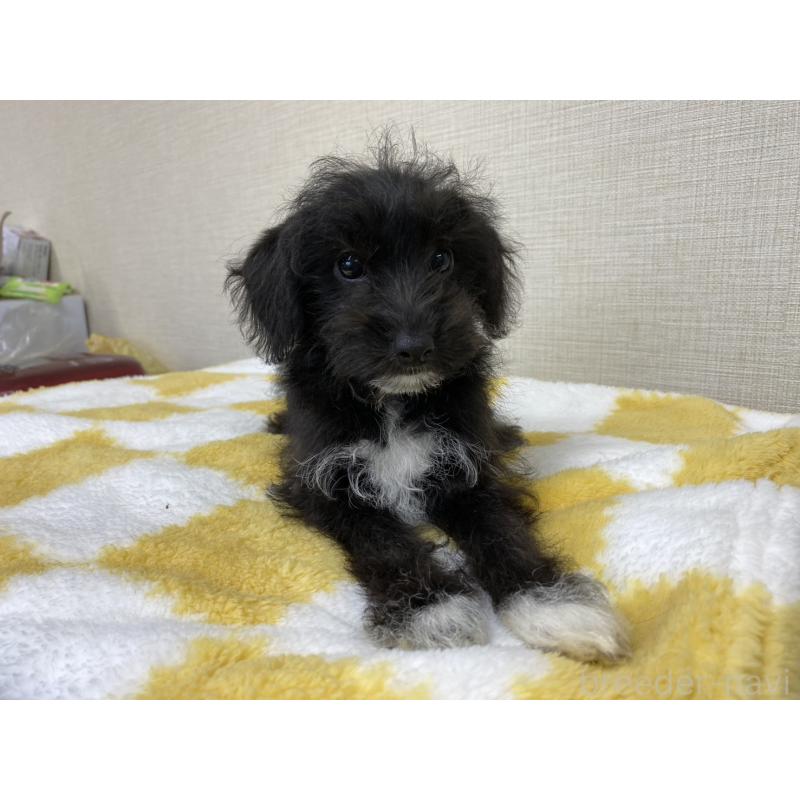 販売中の群馬県のミックス犬-422245の6枚目