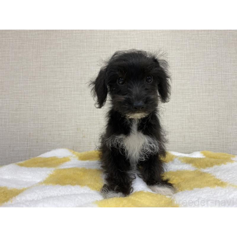 販売中の群馬県のミックス犬-422245の5枚目