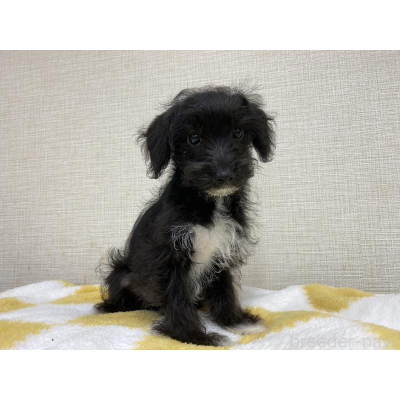 販売中の群馬県のミックス犬-422245の4枚目