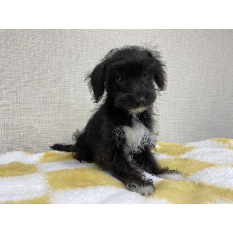 販売中の群馬県のミックス犬-422245の3枚目